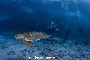 "Old Wise Man"
A Loggerhead Turtle making some friendly ... by Chase Darnell 